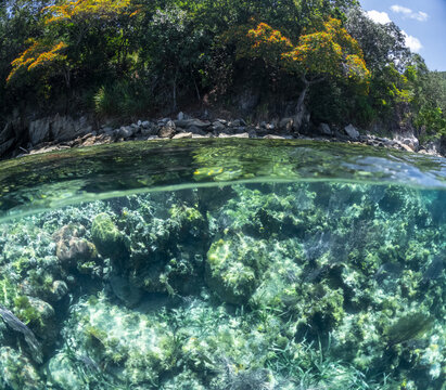View of a split-level perspective showing a lush tropical shoreline with flowering trees above and a vibrant coral reef with seagrass below in Guanaja, Bay Islands Department, Honduras.