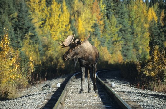 Moose or Elk bull (Alces alces) on a railway line, Alaska, North America