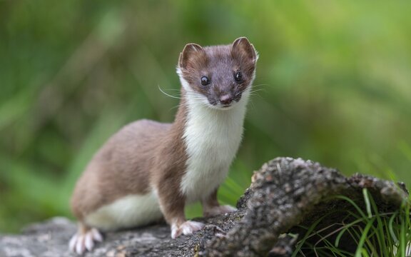 Stoat (Mustela erminea), on an old root, captive, Germany