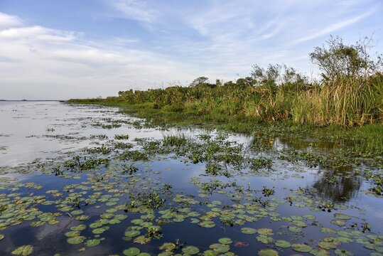 Esteros del Iber&aacute; Marsh, Corrientes Province, Argentina