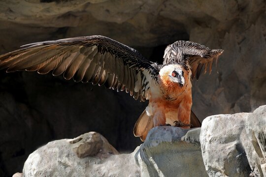 Lammergeier or Bearded Vulture (Gypaetus barbatus), Alpine Zoo Innsbruck, Tyrol, Austria, Europe