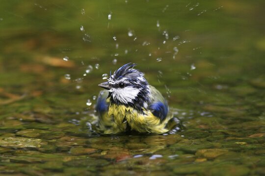 Blue Tit (Parus caeruleus) bathing in a stream