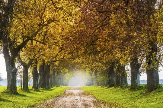 Field path through avenue with ashes (Fraxinus) in autumn, near Neubrandenburg, Mecklenburg-Western Pomerania, Germany