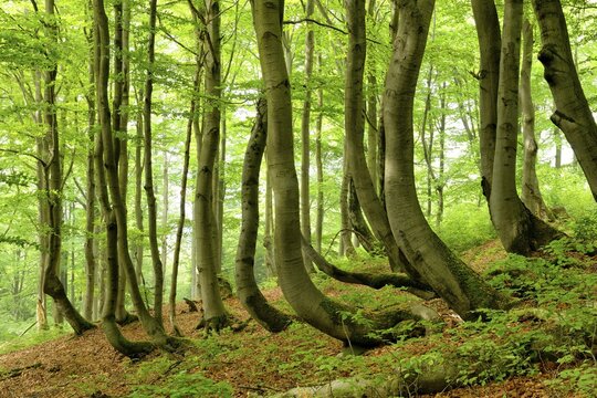 Natural Beeches forest (Fagus) with bent trunks in spring, Ore Mountains, Czech Republic