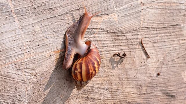 4K macro footage of a Giant African Land Snail (Achatina fulica) moving slowly on a textured concrete wall. Detailed close-up showing gastropod anatomy and natural movement
