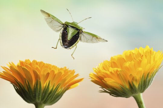 Green shield bug (Palomena prasina), in flight, Germany