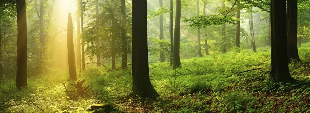 Panorama, morning mood in the forest, sun shining through morning mist, beech forest, Deister mountain range, Nieders&auml;chsisches Bergland, Barsinghausen, Lower Saxony, Germany