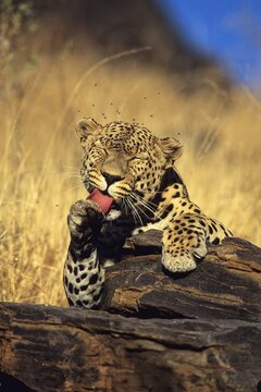 Leopard (Panthera pardus) licking its paw, Namibia, Africa