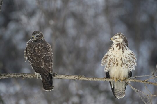 Buzzards (Buteo buteo) dark and light color morphs, Allg&auml;u, Bavaria, Germany