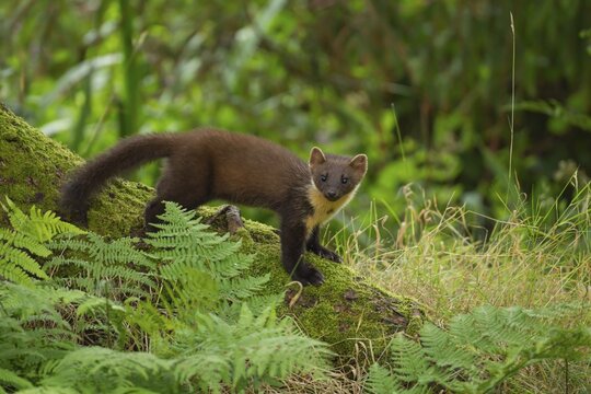 Pine marten (Martes martes) adult on a tree root in a woodland, Scotland, United Kingdom