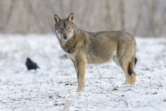Eurasian Wolf (Canis lupus lupus) attentive on a clearing in winter, view into the camera, Carpathians, Carpathians, Poland