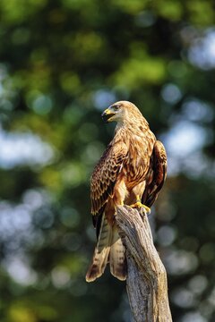 Red Kite (Milvus milvus), Red Kite, Forked Harrier, Royal Harrier, calling on Warte, captive, Eifel, Germany