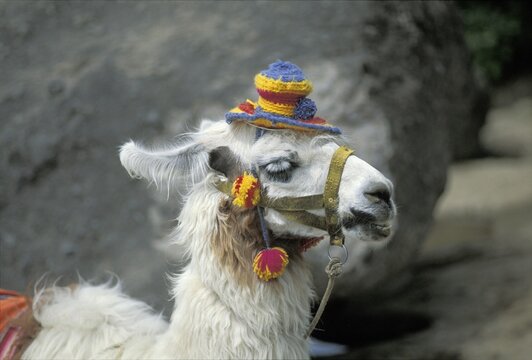 Lama Lama glama with funny hat Chile