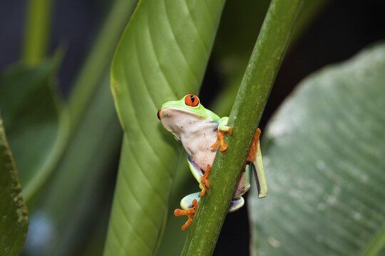 Gaudy Leaf Frog, Redeyed Tree Frog (Agalychnis callidryas), rainforest, Costa Rica, Central America