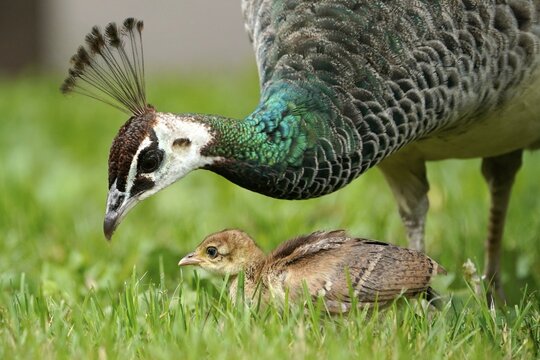 Indian peafowl (Pavo cristatus) with chicks in meadow, Captive, Germany