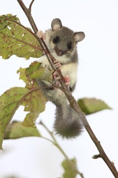 Edible dormouse (Glis glis) on an apple branch, Hesse, Germany