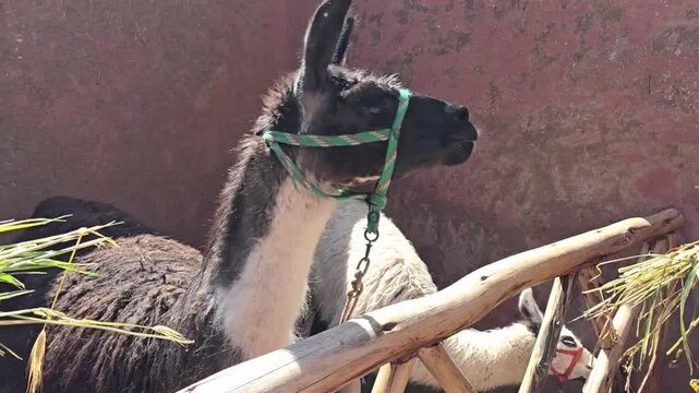 Cusco Region, Peru - 23 June 2024. Two black and white alpacas eat grass inside a fenced enclosure with wooden rails and a red plaster wall behind them.