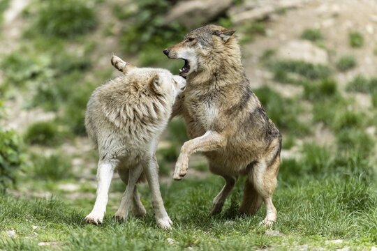 Two wolves communicate in a green, natural environment, possibly playing, Timberwolf, American wolf (Canis lupus occidentalis)
