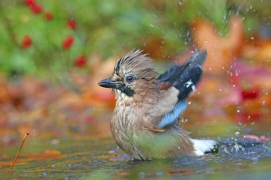 Eurasian jay (Garrulus glandarius) bathes in shallow water with autumn leaves, Solms, Hesse, Germany