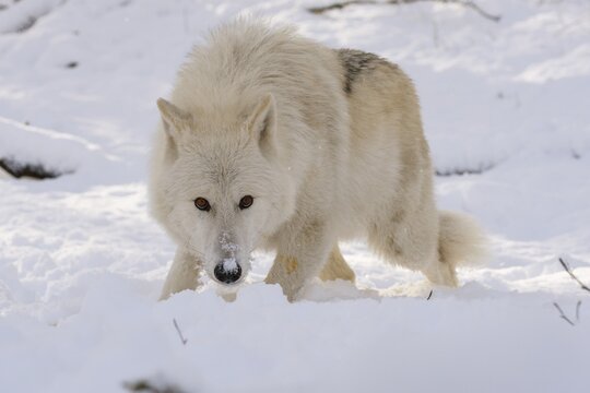 Arctic Wolf (Canis lupus arctos) in snow, captive, Rhineland-Palatinate, Germany