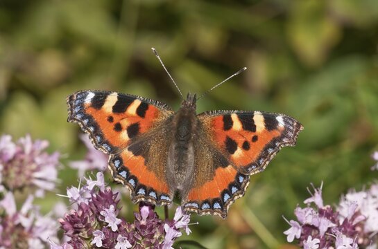 Small Tortoiseshell (Aglais urticae), sucking nectar from flowering Thyme, Baden-W&uuml;rttemberg, Germany, Europe