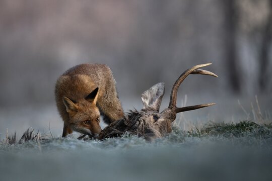 Red fox (Vulpes vulpes) eats on dead deer in winter, Eifel, Rhineland-Palatinate, Germany
