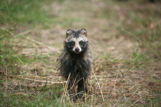 Raccoon Dog (Nyctereutes procyonoides)