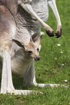 Red Kangaroo (Macropus rufus), joey in pouch, captive in zoo