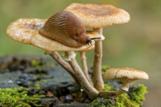 Spanish Slug (Arion vulgaris) on a Dark Honey Fungus (Armillaria ostoyae), Lower Saxony, Germany
