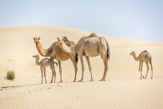 Dromedaries (Camelus dromedarius) with young in sand dunes, Rub' al Khali desert, United Arab Emirates