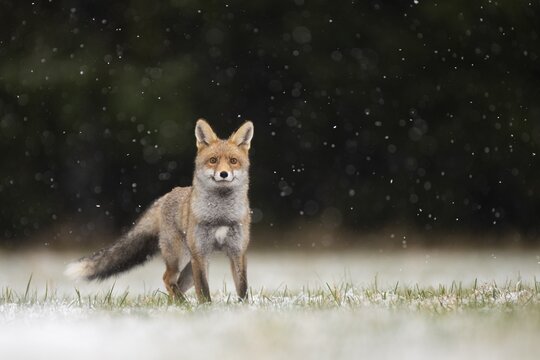 Red fox (Vulpes vulpes) during snowfall, Eifel, Rhineland-Palatinate, Germany