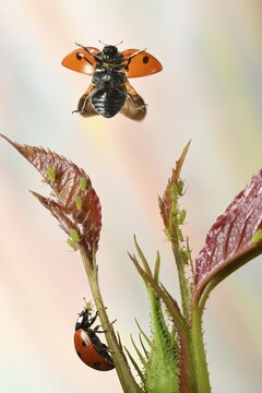 Seven-spott ladybird (Coccinella septempunctata) flies to a rose leaf with aphids on it