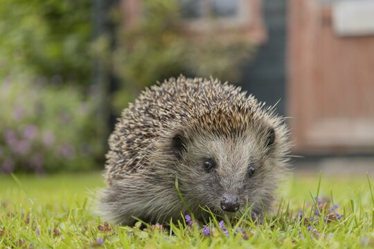 European hedgehog (Erinaceus europaeus) adult animal on an urban garden grass lawn with a shed in the background in the summer, Suffolk, England, United Kingdom