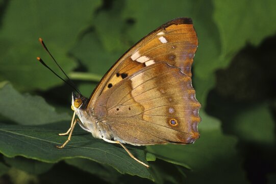 Lesser Purple Emperor (Apatura ilia