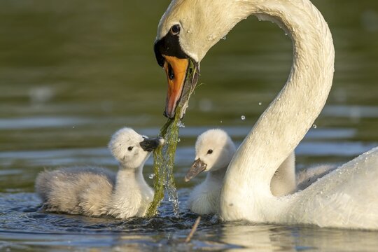 Mute swan (cygnus olor), Old bird feeding chicks, Germany