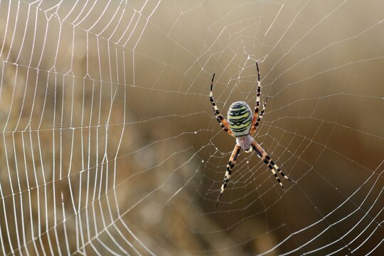 Wasp Spider (Argiope bruennichi) in its web with dewdrops