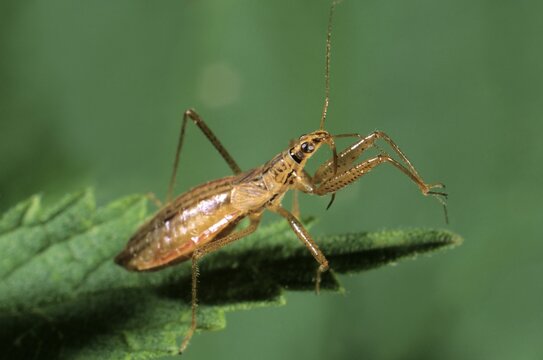 Damsel bug species (Nabis apterus)