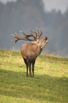 Red deer (Cervus elaphus) bugeling during rutting season, Allgaeu, Bavaria, Germany, Europe