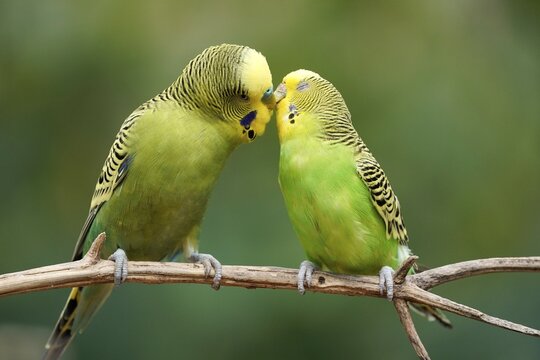 Budgie (Melopsittacus undulatus) mating behaviour, captive, Germany