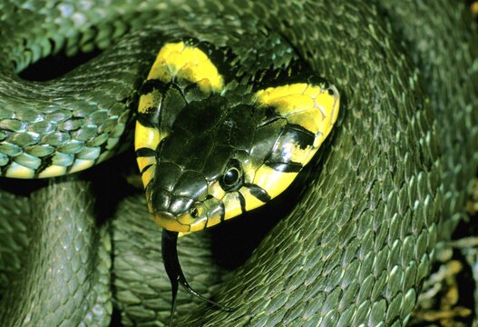 Grass Snake (Natrix natrix), nordic species with flattened head, Sweden