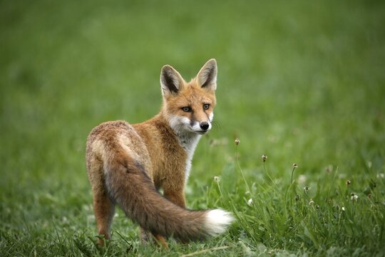 Red Fox (Vulpes vulpes)
