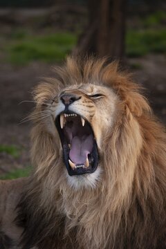 African lion (Panthera leo) adult male animal roaring, England, United Kingdom, Captive