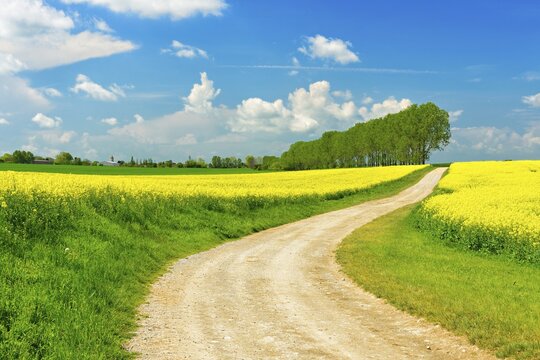 Cultural landscape in spring, country lane through flowering rape fields, a poplar avenue in the background, poplars, blue sky with cumulus clouds, the village Gleina in the background, near Freyburg, Burgenlandkreis, Saxony-Anhalt, Germany