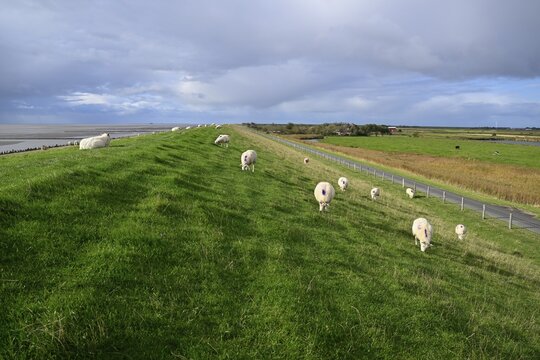 Sheep on a dyke, Pellworm Island, Schleswig-Holstein Wadden Sea National Park, North Frisia, Germany