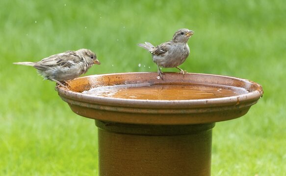 House sparrows (Passer domesticus) at a bird bath, Lower Saxony, Germany