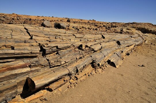 Petrified trees in the Mik mountains, Damaraland, Namibia, Africa