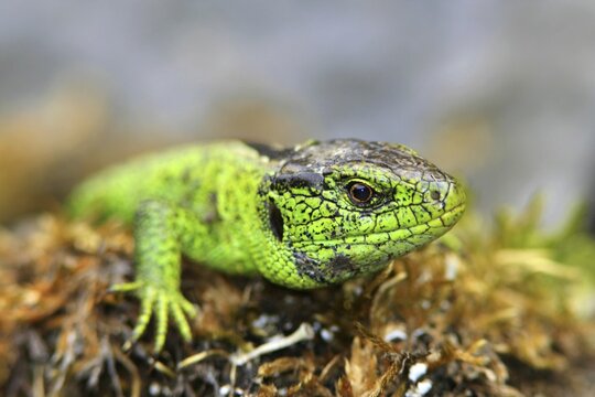 Portrait of a male Sand lizard (Lacerta agilis)