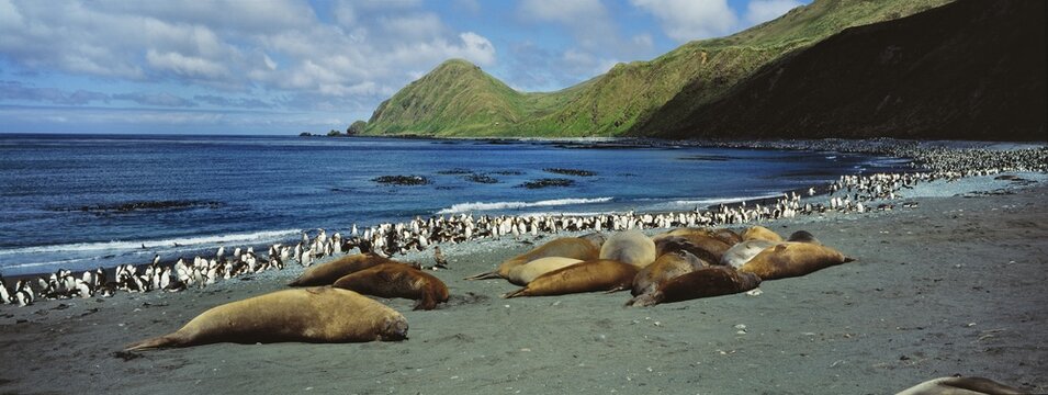 Southern elephant seals (Mirounga leonina), and Royal Penguins (Eudyptes schlegeli), Macquarie Island, Australia, Sub Antarctic