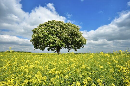 Flowering horse chestnut (Aesculus) in flowering rape field under blue sky with clouds in spring, Harz foreland, Saxony-Anhalt, Germany