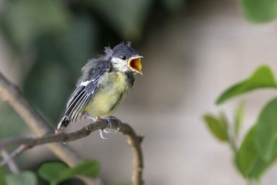 Great tit (Parus major), young bird sitting on a branch begging for food, Tyrol, Austria